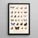 Insecta Lepidoptera Rhopalocera Pl 008 - Frederick DuCane Godman — quadro incorniciato alla parete
