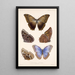Insecta Lepidoptera Rhopalocera Pl 011 - Frederick DuCane Godman — quadro incorniciato alla parete