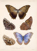 Insecta Lepidoptera Rhopalocera Pl 011 - Frederick DuCane Godman — vista dell’opera