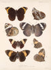 Insecta Lepidoptera Rhopalocera Pl 012 - Frederick DuCane Godman — vista dell’opera