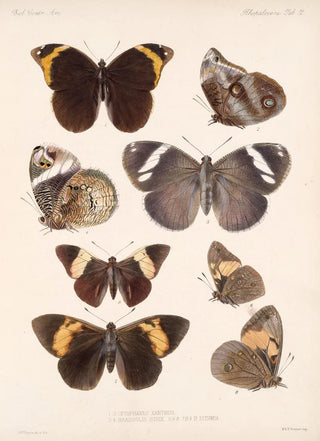 Frederick DuCane Godman - Insecta LepidopteraRhopalocera Pl 012.webp
