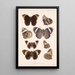 Insecta Lepidoptera Rhopalocera Pl 012 - Frederick DuCane Godman — quadro incorniciato alla parete