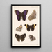 Insecta Lepidoptera Rhopalocera Pl 013 - Frederick DuCane Godman — quadro incorniciato alla parete