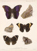 Insecta Lepidoptera Rhopalocera Pl 013 - Frederick DuCane Godman — vista dell’opera