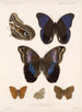 Insetti Lepidotteri Rhopaloceri Pl 015 - Frederick Du Cane Godman — vista dell’opera