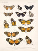 Insetti Lepidotteri Rhopaloceri Pl 016 - Frederick Du Cane Godman — vista dell’opera