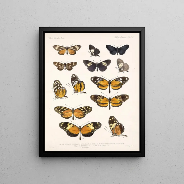 Insetti Lepidotteri Rhopaloceri Pl 016 - Frederick Du Cane Godman — quadro incorniciato alla parete