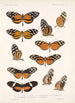 Insecta Lepidoptera Rhopalocera Pl 017 - Frederick DuCane Godman — vista dell’opera
