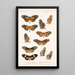 Insecta Lepidoptera Rhopalocera Pl 017 - Frederick DuCane Godman — quadro incorniciato alla parete