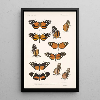 Frederick DuCane Godman - Insecta LepidopteraRhopalocera Pl 017.webp