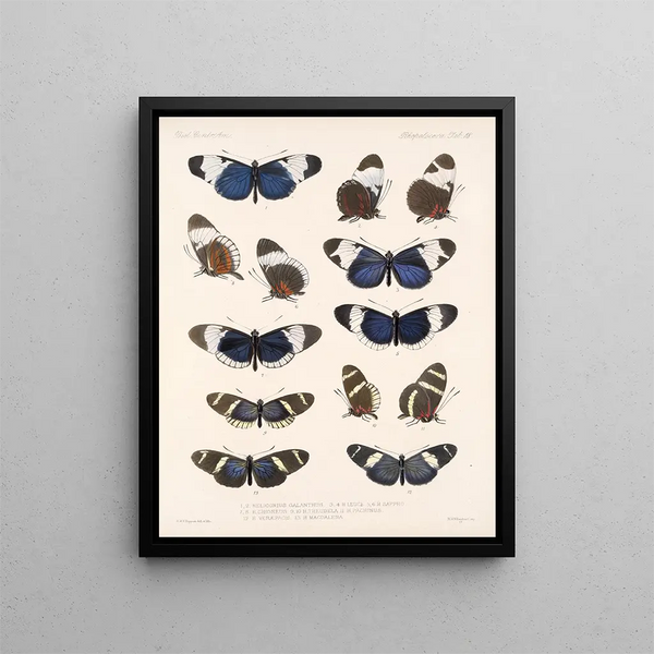 Insetti Lepidotteri Rhopaloceri Pl 018 - Frederick Du Cane Godman — quadro incorniciato alla parete