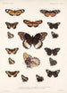 Insecta Lepidoptera Rhopalocera Pl 019 - Frederick DuCane Godman — vista dell’opera