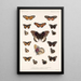 Insecta Lepidoptera Rhopalocera Pl 019 - Frederick DuCane Godman — quadro incorniciato alla parete
