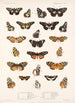 Insecta Lepidoptera Rhopalocera Pl 020 - Frederick DuCane Godman — vista dell’opera