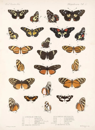 Frederick DuCane Godman - Insecta LepidopteraRhopalocera Pl 020.webp
