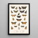 Insecta Lepidoptera Rhopalocera Pl 020 - Frederick DuCane Godman — quadro incorniciato alla parete