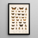 Insecta Lepidoptera Rhopalocera Pl 021 - Frederick DuCane Godman — quadro incorniciato alla parete