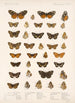 Insecta Lepidoptera Rhopalocera Pl 021 - Frederick DuCane Godman — vista dell’opera
