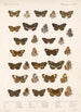 Insecta Lepidoptera Rhopalocera Pl 022 - Frederick DuCane Godman — vista dell’opera