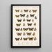 Insecta Lepidoptera Rhopalocera Pl 022 - Frederick DuCane Godman — quadro incorniciato alla parete