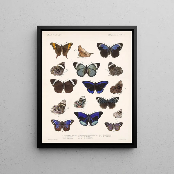 Insetti Lepidotteri Rhopaloceri Pl 023 - Frederick Du Cane Godman — quadro incorniciato alla parete