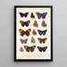 Insecta Lepidoptera Rhopalocera Pl 024 - Frederick DuCane Godman — quadro incorniciato alla parete