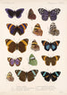 Insecta Lepidoptera Rhopalocera Pl 024 - Frederick DuCane Godman — vista dell’opera