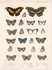 Insetti Lepidotteri Rhopaloceri Pl 025 - Frederick Du Cane Godman — vista dell’opera