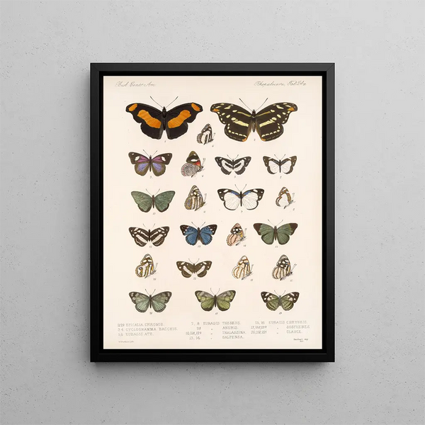 Insetti Lepidotteri Rhopaloceri Pl 025 - Frederick Du Cane Godman — quadro incorniciato alla parete