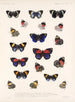 Insetti Lepidotteri Rhopaloceri Pl 026 - Frederick Du Cane Godman — vista dell’opera