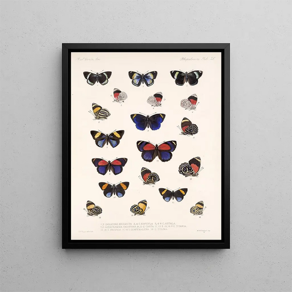 Insetti Lepidotteri Rhopaloceri Pl 026 - Frederick Du Cane Godman — quadro incorniciato alla parete