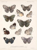 Insetti Lepidotteri Rhopaloceri Pl 027 - Frederick Du Cane Godman — vista dell’opera