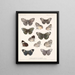 Insetti Lepidotteri Rhopaloceri Pl 027 - Frederick Du Cane Godman — quadro incorniciato alla parete