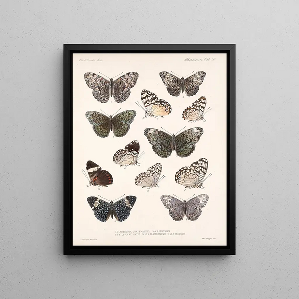 Insetti Lepidotteri Rhopaloceri Pl 027 - Frederick Du Cane Godman — quadro incorniciato alla parete