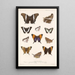 Insecta Lepidoptera Rhopalocera Pl 028 - Frederick DuCane Godman — quadro incorniciato alla parete