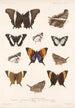 Insecta Lepidoptera Rhopalocera Pl 028 - Frederick DuCane Godman — vista dell’opera