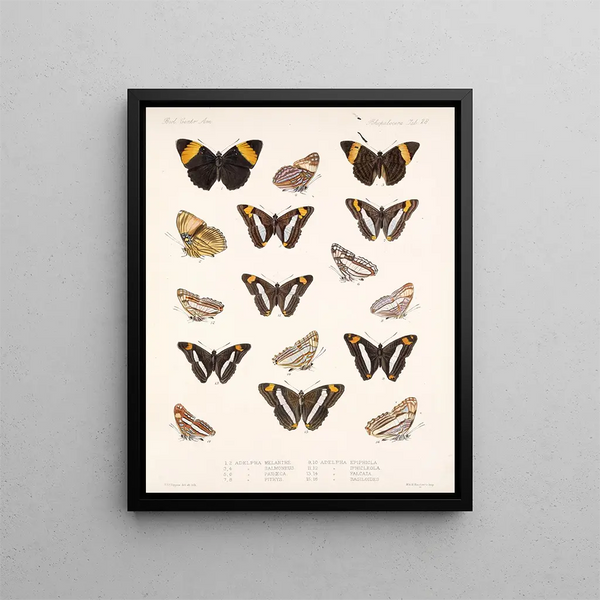 Insetti Lepidotteri Rhopaloceri Pl 029 - Frederick Du Cane Godman — quadro incorniciato alla parete
