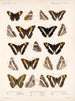 Insetti Lepidotteri Rhopaloceri Pl 030 - Frederick Du Cane Godman — vista dell’opera