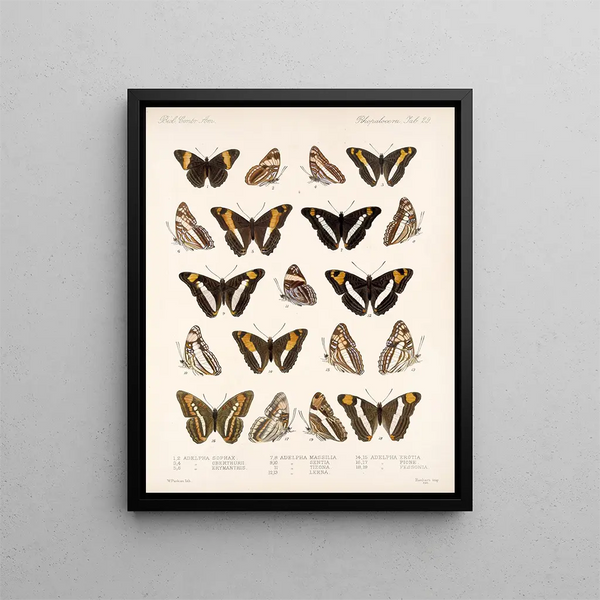 Insetti Lepidotteri Rhopaloceri Pl 030 - Frederick Du Cane Godman — quadro incorniciato alla parete