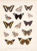 Insetti Lepidotteri Rhopaloceri Pl 031 - Frederick Du Cane Godman — vista dell’opera
