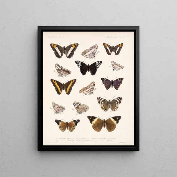 Insetti Lepidotteri Rhopaloceri Pl 031 - Frederick Du Cane Godman — quadro incorniciato alla parete