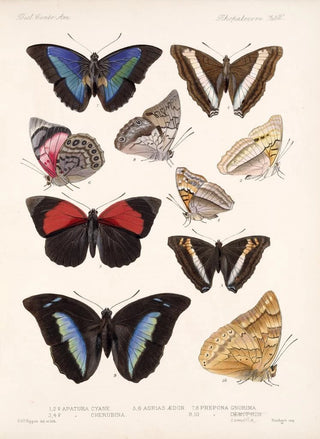 Frederick DuCane Godman - Insecta LepidopteraRhopalocera Pl 032.webp