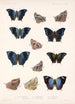 Insecta Lepidoptera Rhopalocera Pl 033 - Frederick DuCane Godman — vista dell’opera