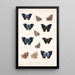 Insecta Lepidoptera Rhopalocera Pl 033 - Frederick DuCane Godman — quadro incorniciato alla parete