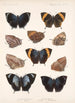 Insecta Lepidoptera Rhopalocera Pl 034 - Frederick DuCane Godman — vista dell’opera