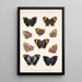 Insecta Lepidoptera Rhopalocera Pl 034 - Frederick DuCane Godman — quadro incorniciato alla parete