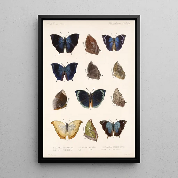 Frederick DuCane Godman - Insecta LepidopteraRhopalocera Pl 035.webp