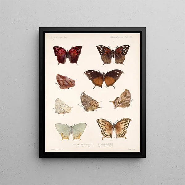 Insetti Lepidotteri Rhopaloceri Pl 036 - Frederick DuCane Godman — quadro incorniciato alla parete