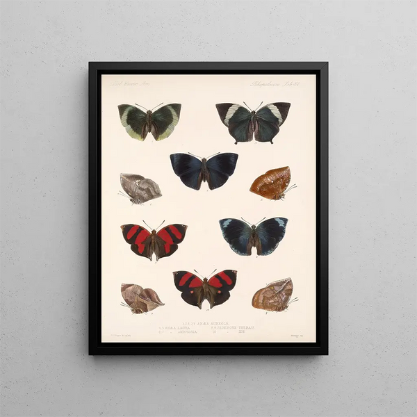 Insetti Lepidotteri Rhopaloceri Pl 038 - Frederick DuCane Godman — quadro incorniciato alla parete