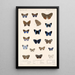 Insecta Lepidoptera Rhopalocera Pl 039 - Frederick DuCane Godman — quadro incorniciato alla parete